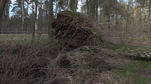 4k Fallen tree on pathway in marshland nature reserve Stock Footage 48780100