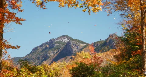 4K Falling Autumn leaves looking at a majestic mountain through an opening in Stock Footage 220897909