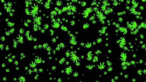 4k Falling Cannabis Leafs Vidéo 153025282