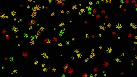 4k Falling Cannabis Leafs Video stock 153025697