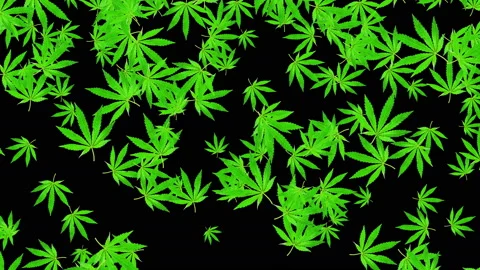 4k Falling Cannabis Leafs Vidéo 153026808