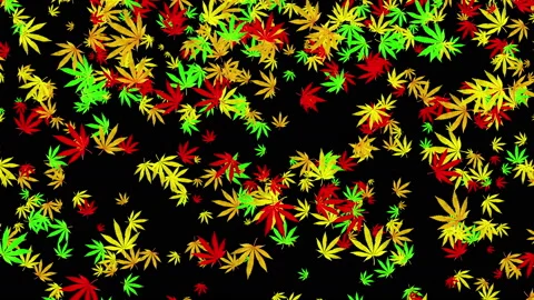 4k Falling Cannabis Leafs Vidéo 153027319