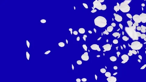 4K Falling Cherry Petals Stock Footage 74294948
