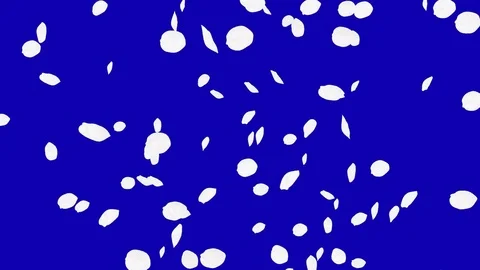 4K Falling Cherry Petals Stock Footage 74295134