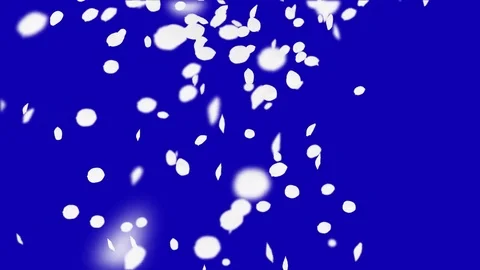 4K Falling Cherry Petals Stock Footage 74295137