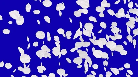 4K Falling Cherry Petals Stock Footage 74295143