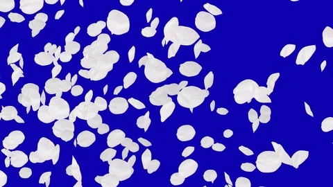 4K Falling Cherry Petals Stock Footage 74295145