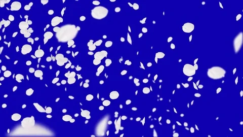 4K Falling Cherry Petals Stock Footage 74295146