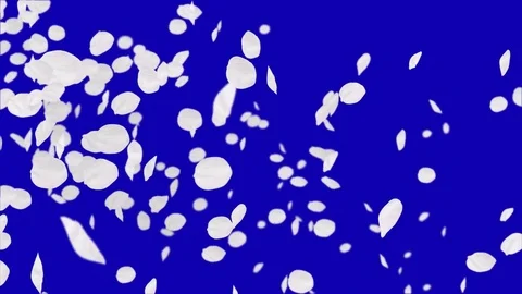 4K Falling Cherry Petals Stock Footage 74295147