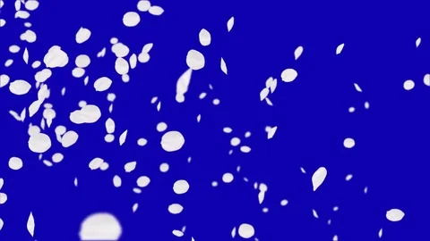 4K Falling Cherry Petals Stock Footage 74295148