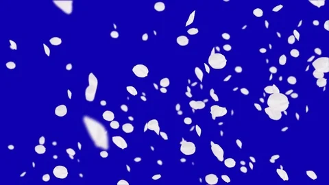 4K Falling Cherry Petals Stock Footage 74295150