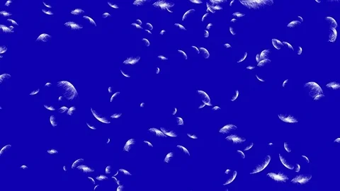 4K Falling Feather Stock Footage 74297176