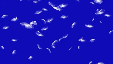 4K Falling Feather 스톡 동영상 74297179