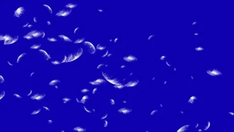 4K Falling Feather Stock Footage 74297192