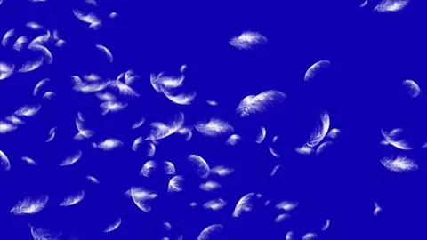 4K Falling Feather Stock Footage 74297194