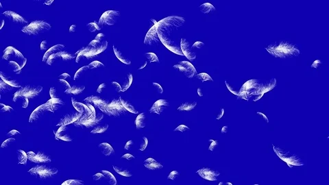 4K Falling Feather Stock Footage 74297201