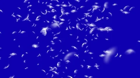 4K Falling Feather Stock Footage 74297203