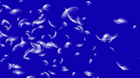 4K Falling Feather Stock Footage 74297204