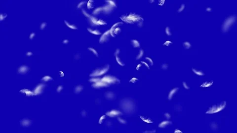 4K Falling Feather Stock Footage 74297207