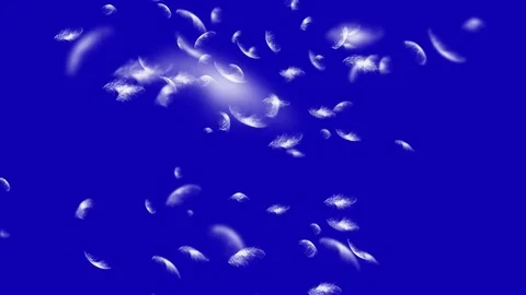 4K Falling Feather Stock Footage 74297208