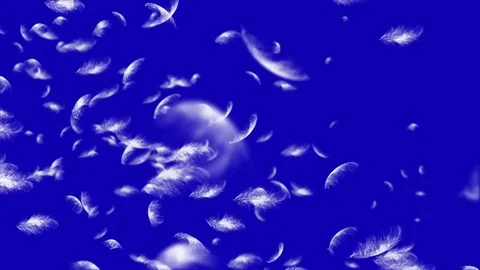 4K Falling Feather Stock Footage 74297213