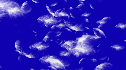 4K Falling Feather Stock Footage 74297239