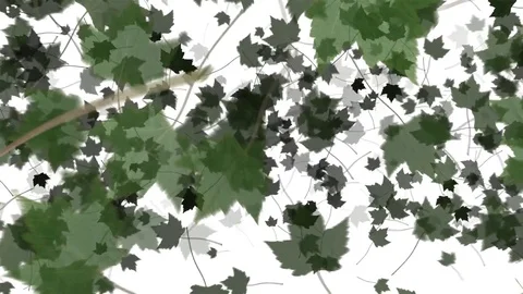 4K Falling Leaves Stock Footage 74305402