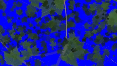 4K Falling Leaves Stock Footage 74305405