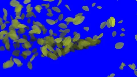 4K Falling Leaves Stock Footage 74305489