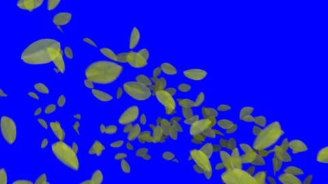 4K Falling Leaves Stock Footage 74305491