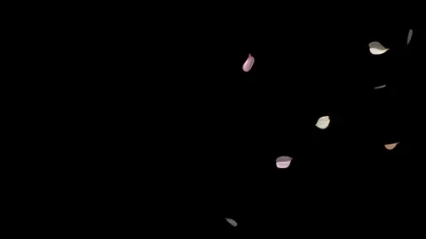 4K Falling Pink and White Cherry Blossom Petals Black Background Spring Sakura Stock Footage 330138796