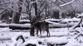 4k Fallow Deer closeup dreamy snow winter forest landscape 4k or 4k+ Resolution
