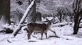 4k Fallow Deer in dreamy snow winter forest landscape 4k or 4k+ Resolution