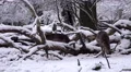 4k Fallow Deer eating snow winter forest landscape 4k or 4k+ Resolution
