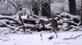 4k Fallow Deer zoom dreamy snow winter forest landscape 4k or 4k+ Resolution
