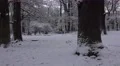4k Fallow Deer zoom dreamy snow winter forest landscape 4k or 4k+ Resolution