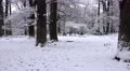 4k Fallow Deer zoom dreamy snow winter forest landscape 4k or 4k+ Resolution