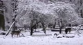 4k Fallow Deers in dreamy snow winter forest landscape 4k or 4k+ Resolution
