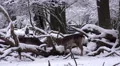 4k Fallow Deers fight snow winter forest landscape 4k or 4k+ Resolution