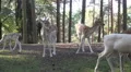 4k Fallow deers herd with albino in sunny conifer forest close up low angle shot 4k or 4k+ Resolution