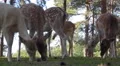4k Fallow deers herd with albino in sunny conifer forest close up low angle shot 4k or 4k+ Resolution