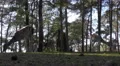 4k Fallow deers herd backlight shot in sunny conifer forest close up low angle 4k or 4k+ Resolution