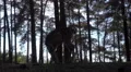 4k Fallow deers herd backlight shot in sunny conifer forest close up low angle 4k or 4k+ Resolution