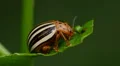 4K False Potato Beetle (Leptinotarsa juncta) 1 4k or 4k+ Resolution