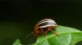 4K False Potato Beetle (Leptinotarsa juncta) 3 4k or 4k+ Resolution