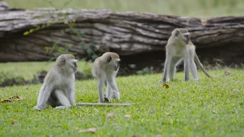 4K Family of vervet monkeys playing & grooming in the wild Stock Footage