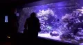 4k Family watching big coral reef aquarium panning 4k or 4k+ Resolution