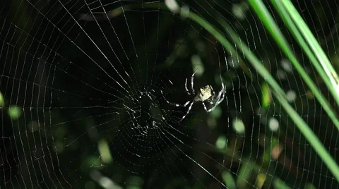 Time-Lapse of Spider Making Its Web Is Mesmerizing - Nerdist