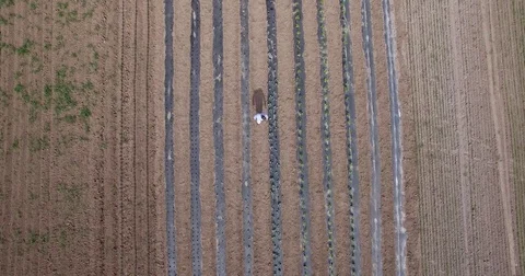 4k Farmer Inspecting Plants Seedlings Birds Eye Stock-Footage 80856475