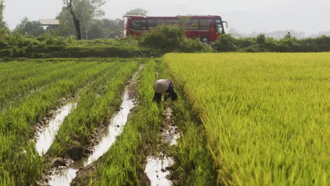 4K Farmer Manual Harvest Rice Plant Fiel... | Stock Video | Pond5